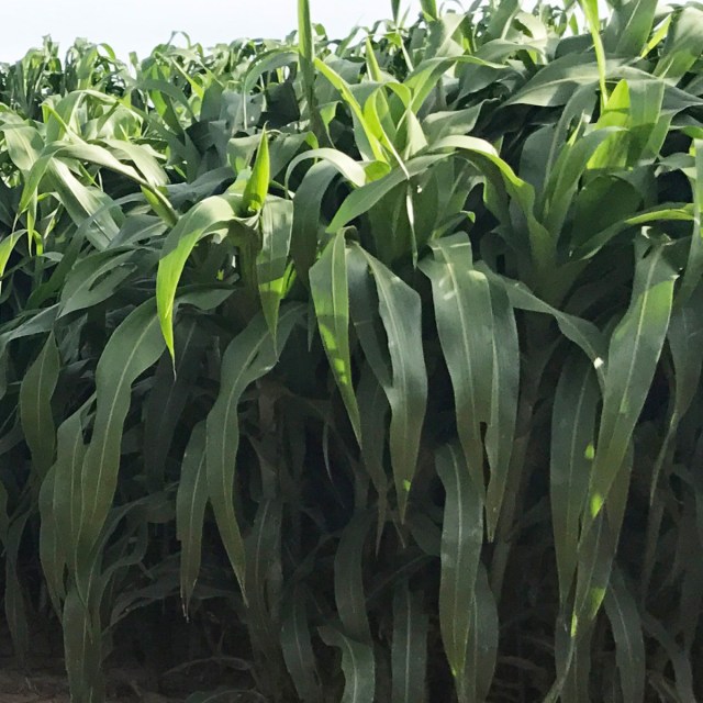 Forage Sorghum