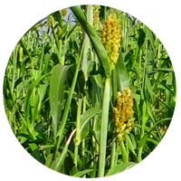 Grain Sorghum