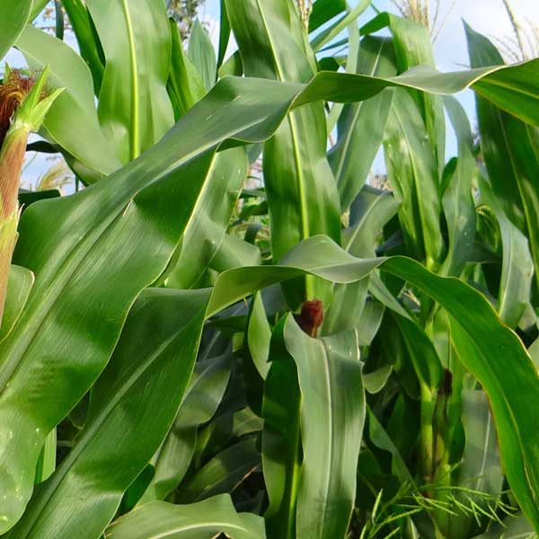 Sweet Sorghum